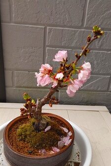 盆栽の桜が咲きました。　[生産管理G　酒井]　2022/4/15