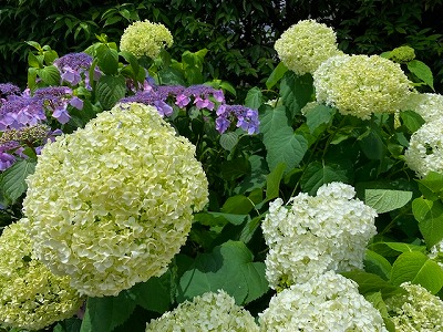 紫陽花　[ 総務課　太田 ]　2025/6/19