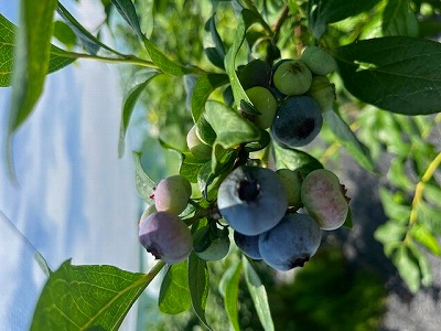 八ヶ岳へのブルーベリー狩り　[ 生産管理Ｇ　佐野 ]　2025/8/1