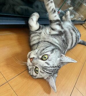 愛猫日記　～５回目～　[ 生産管理G　筒井 ]　2025/9/9