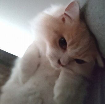 モーニングコール　[ ケーレーザー・テクノロジー・ジャパン　長峰 ]　2025/10/29